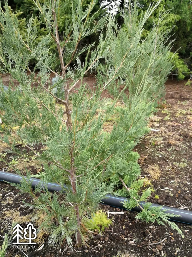 Juniperus virginiana   'Fastigiata'